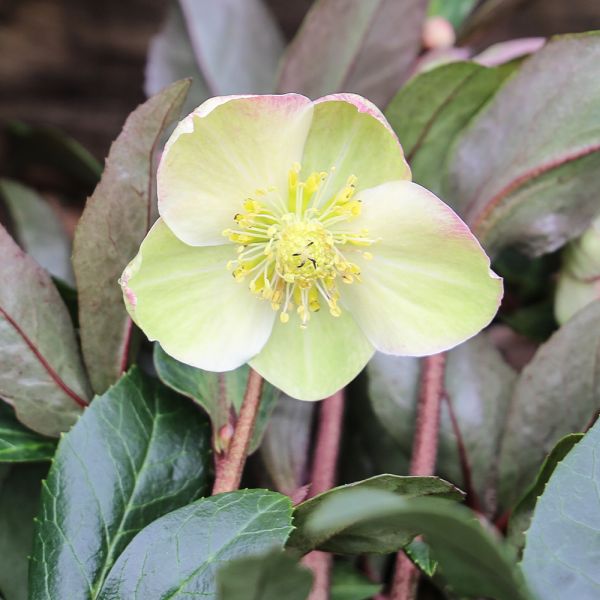 Helleborus Snow Dance 4 Litre